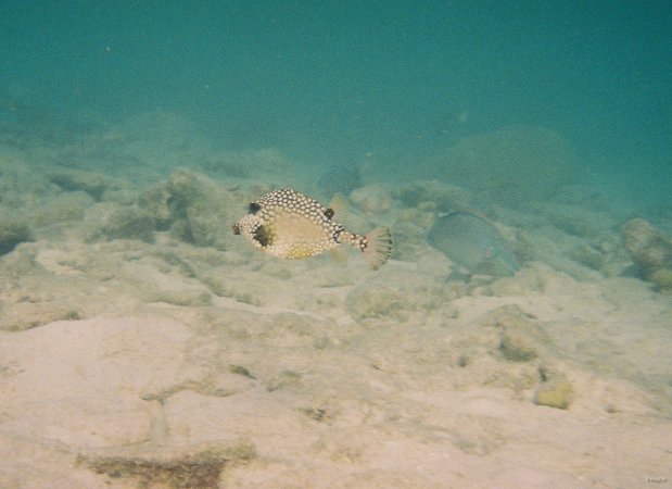 57- Un poisson coffre mouton 